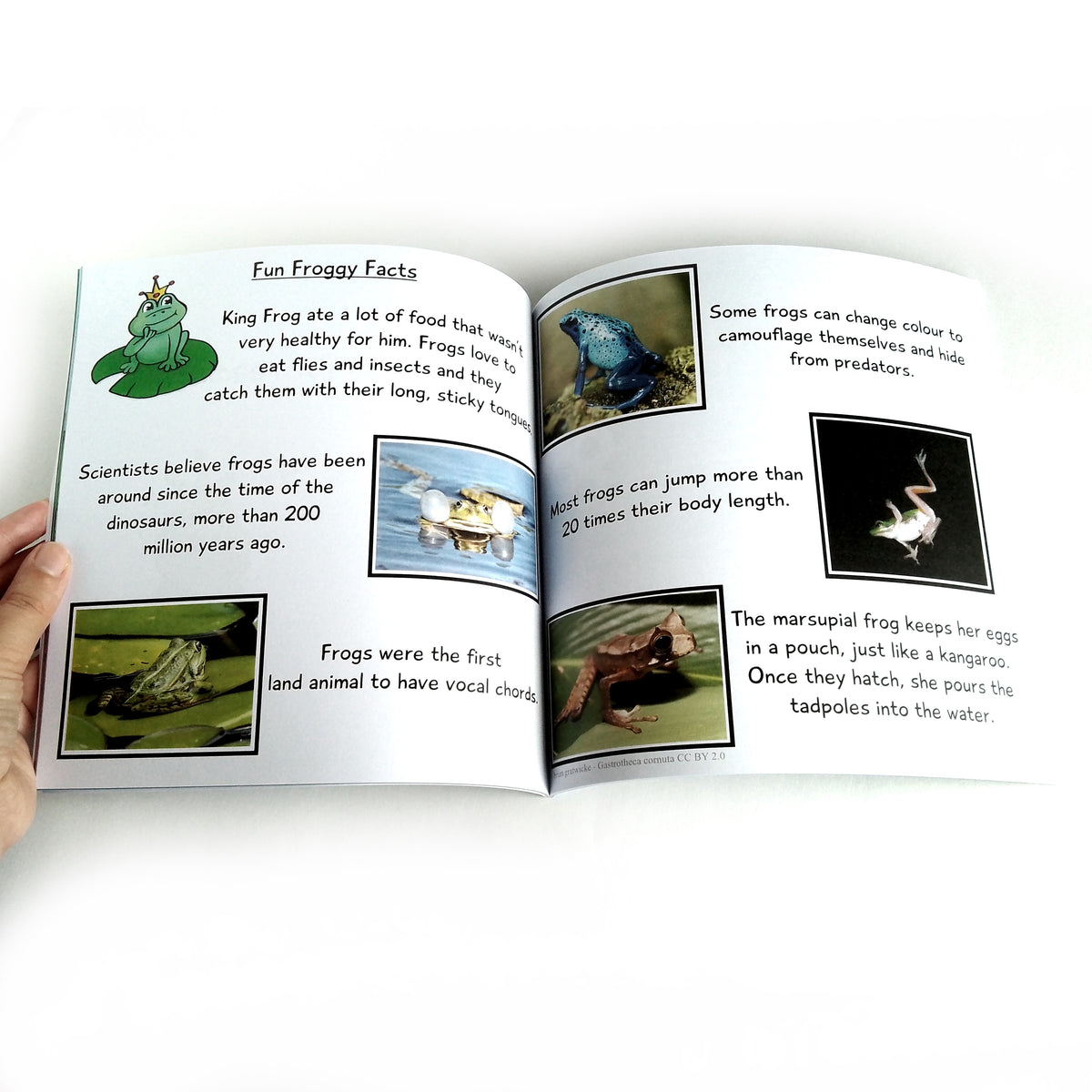 Healthy Eating Kids Book - King Frog and the Peckish Picnic